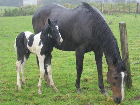 All About Horses & Waitoru Farm