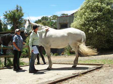 All About Horses & Waitoru Farm