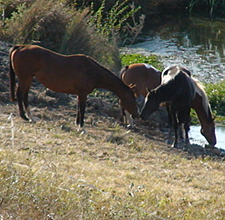 All About Horses & Waitoru Farm